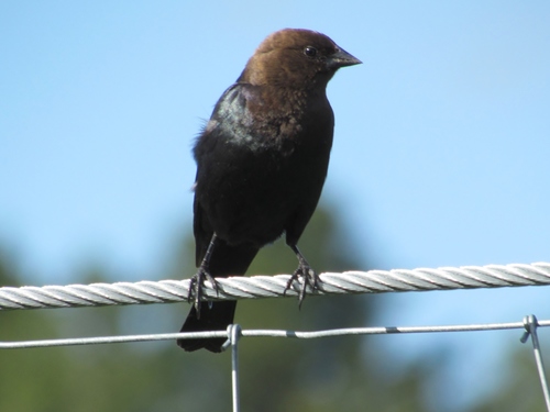 A male Brown-headed Cowbird (Molothrus ater) standing on a fence.