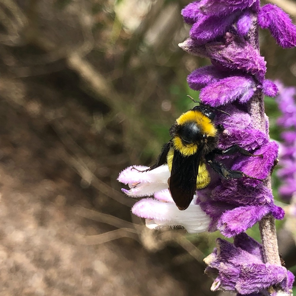 Bumblebee with showy bright bands of yellow fur sits on a purple Lavender bloom.