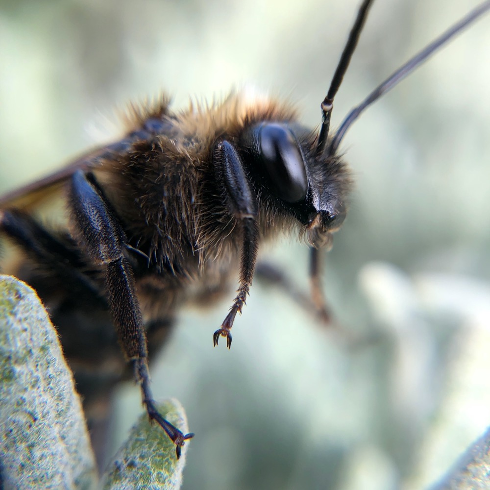 Close-up of bumblebee face with antennae, foreleg, middle leg, and leg claws visible.