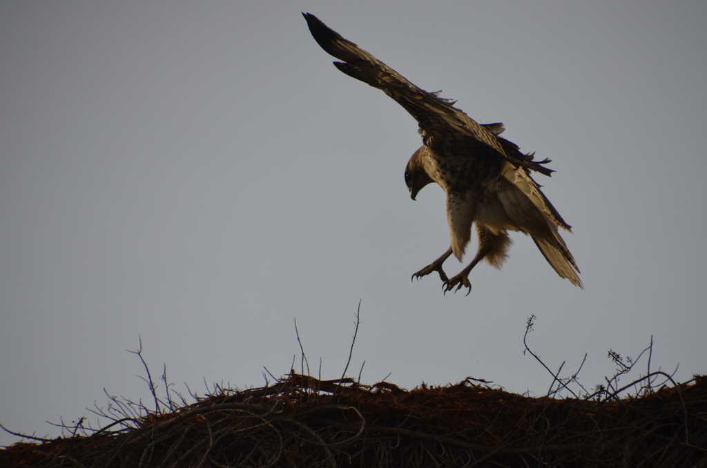 Red-Tailed Hawk (Buteo jamaicensis) carefully descends into nest