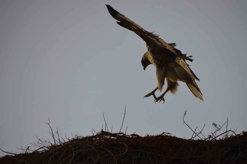 Red tailed Hawk Red-Tailed Hawk (Buteo jamaicensis) carefully descends into nest
