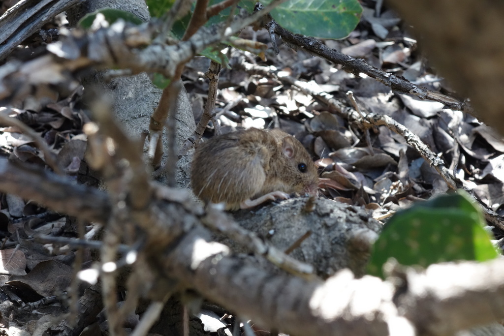 A small, brown San Diego Pocket Mouse hides under the brush at Cabrillo National Monument.