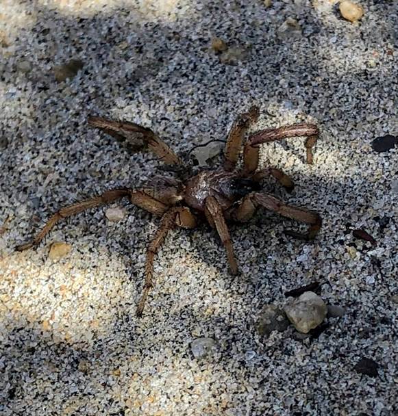 the Cabrillo trapdoor spider Aptostchus cabrillo.