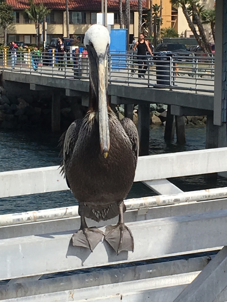 California Brown Pelican sitting on a railing