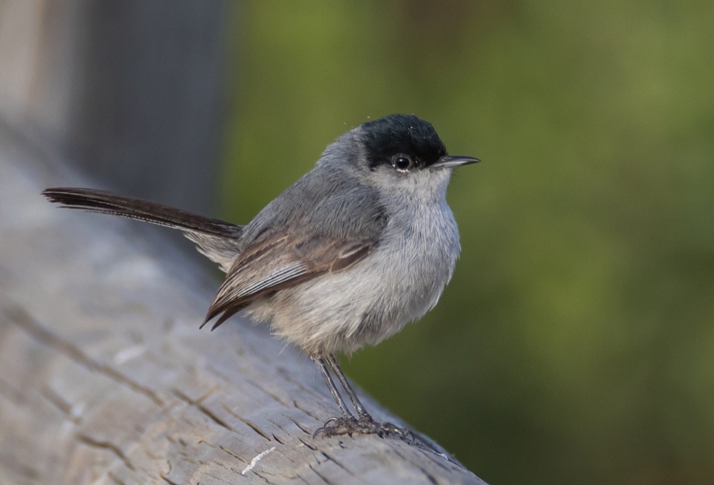 a black-capped male California Gnatcatcher (Polioptila californica californica) perched on a branch.