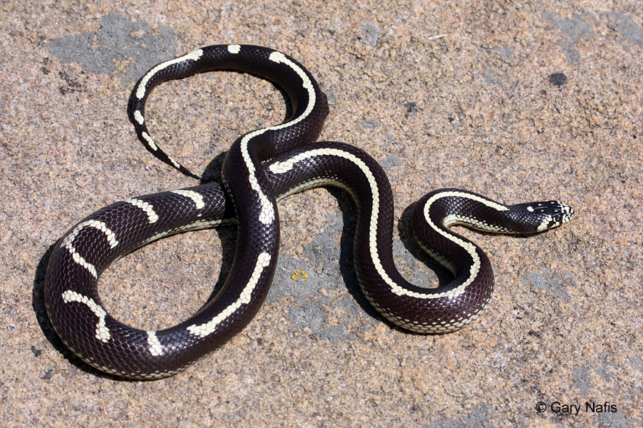 This oddly patterned (aberrant morph) kingsnake sports white longitudinal stripes that break up into dashes.