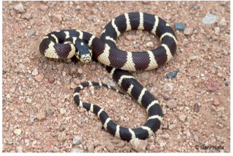 One version of the California Kingsnake – they can also come in brown & cream markings or with longitudinal stripes