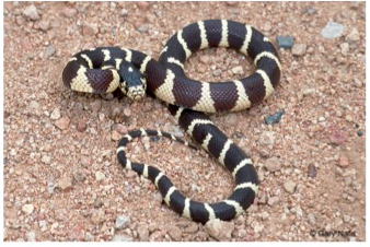 One version of the California Kingsnake – they can also come in brown & cream markings or with longitudinal stripes One version of the California Kingsnake – they can also come in brown & cream markings or with longitudinal stripes
