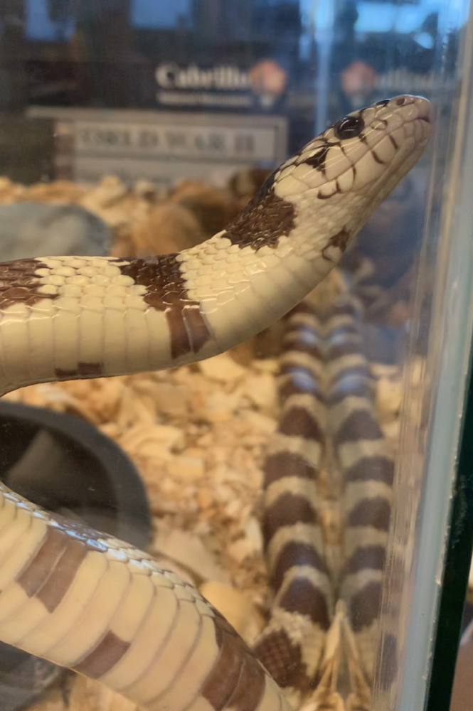 A photo of Boros, our other California Kingsnake in his terrarium at the park. He has a brown and cream banded pattern. 