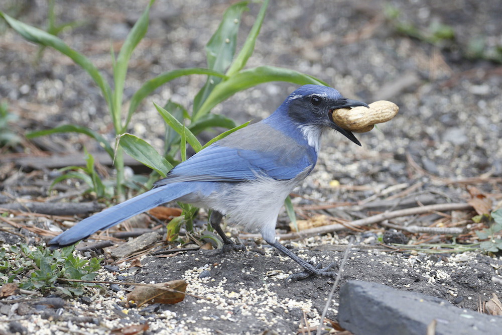 California Scrub-Jays (Aphelocoma californica) tend to have a more “hunched” posture than many other birds i.e. compared to the Hermit Thrush.
