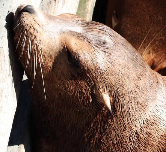 The external (outside) ear flap of a California Sea Lion (Zalophus californianus). The external (outside) ear flap of a California Sea Lion (Zalophus californianus).