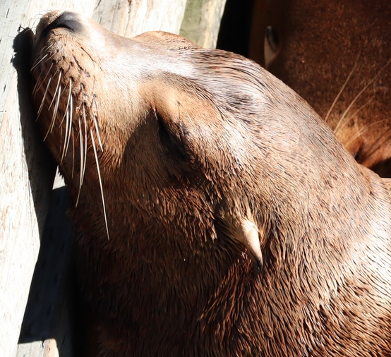 The external (outside) ear flap of a California Sea Lion (Zalophus californianus).