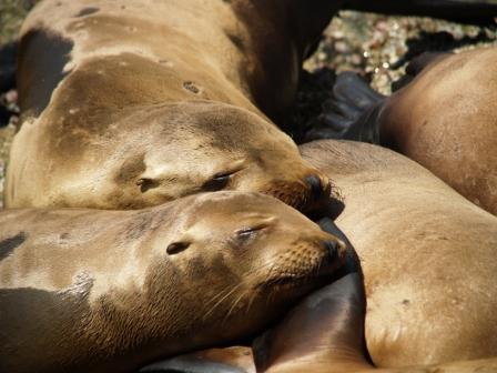 California Sea Lions (Zalophus californianus) sunning themselves out of the water.