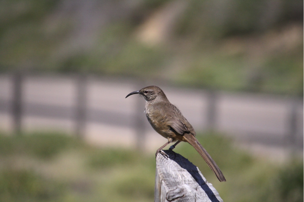 Photo of a California Thrasher