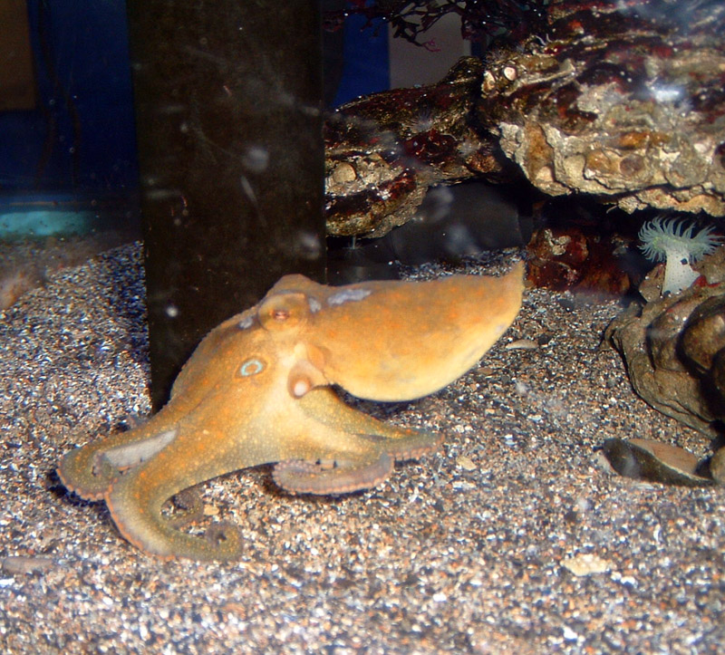 A mottled brown, yellow, and orange octopus with a large turquoise spot near its eye crawls along the sand in an aquarium.