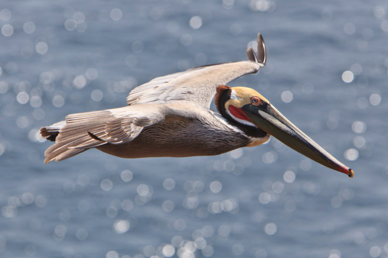 A migrating California Brown Pelican