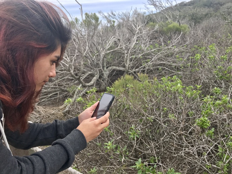 Student uses iNaturalist to capture the biodiversity of the park. Student uses iNaturalist to capture the biodiversity of the park.