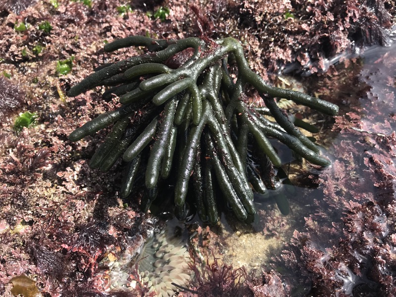 Dead Man’s Fingers (Codium fragile)