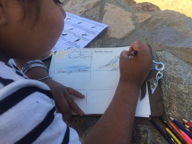 This Monarch student chose to focus on the Peregrine Falcon, Earth’s fastest animal This Monarch student chose to focus on the Peregrine Falcon, Earth’s fastest animal