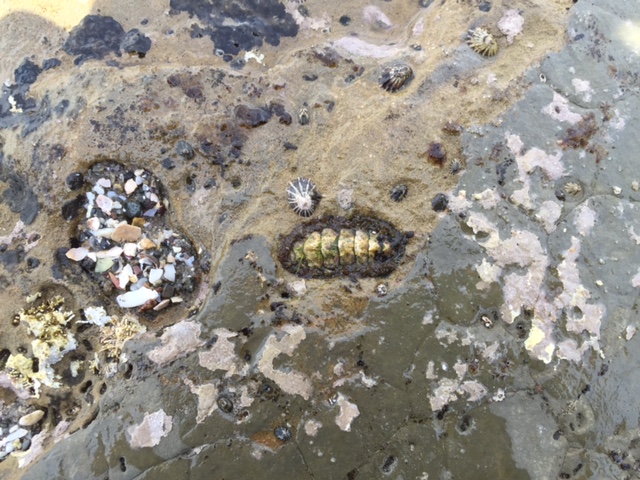 A picture of the Cabrillo National Monument tidepools that includes aggregate anemones, conspicuous chitons, and limpets.