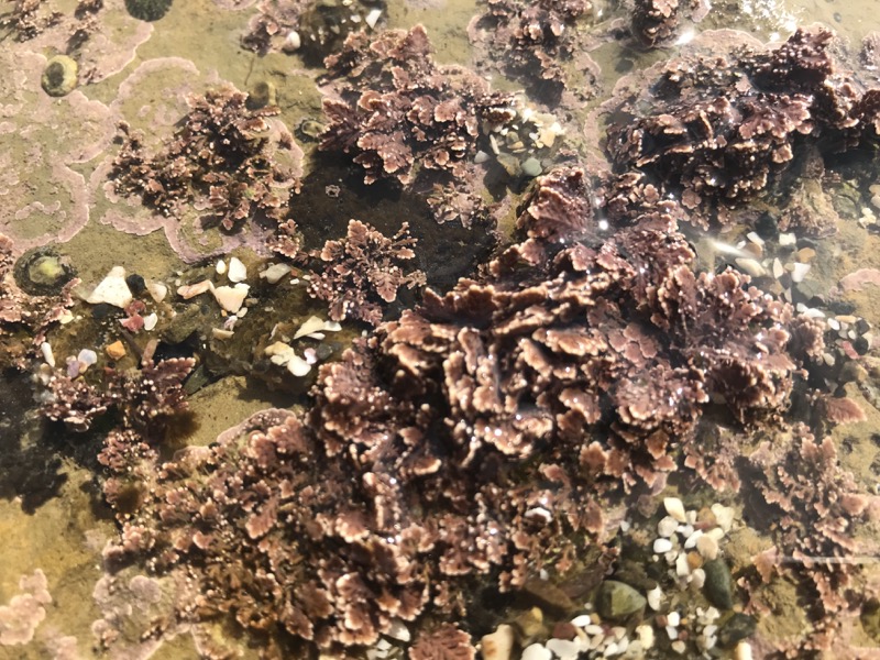 Corallina Coralline algae (Corallina spp.)