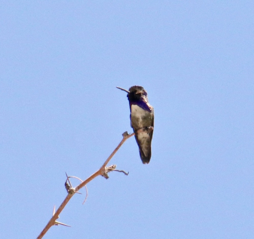 Costa's Hummingbird A male Costa’s Hummingbird with its trademark dark purple face and sideburns perches at the end of a dead branch.