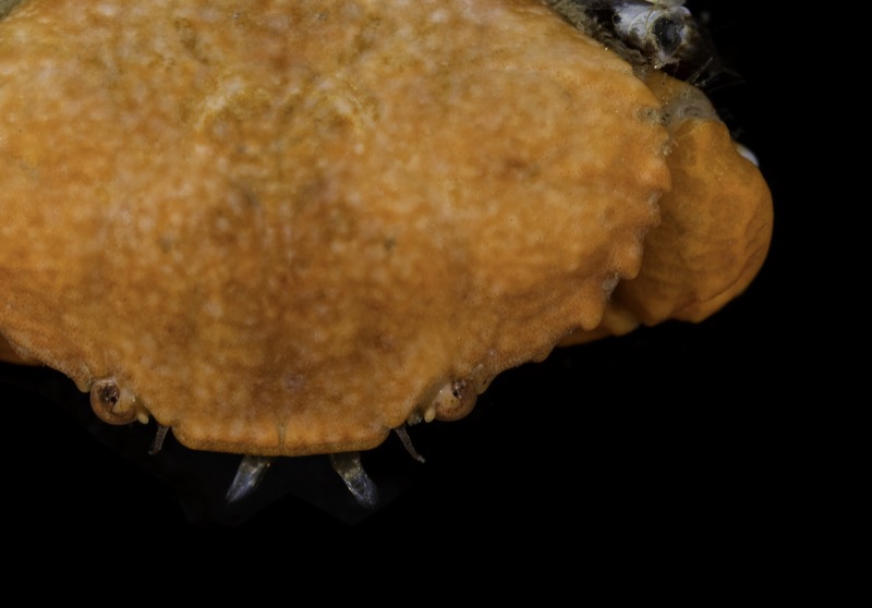 Photo of a Blackclaw Crestleg crab Photo of a Blackclaw Crestleg crab