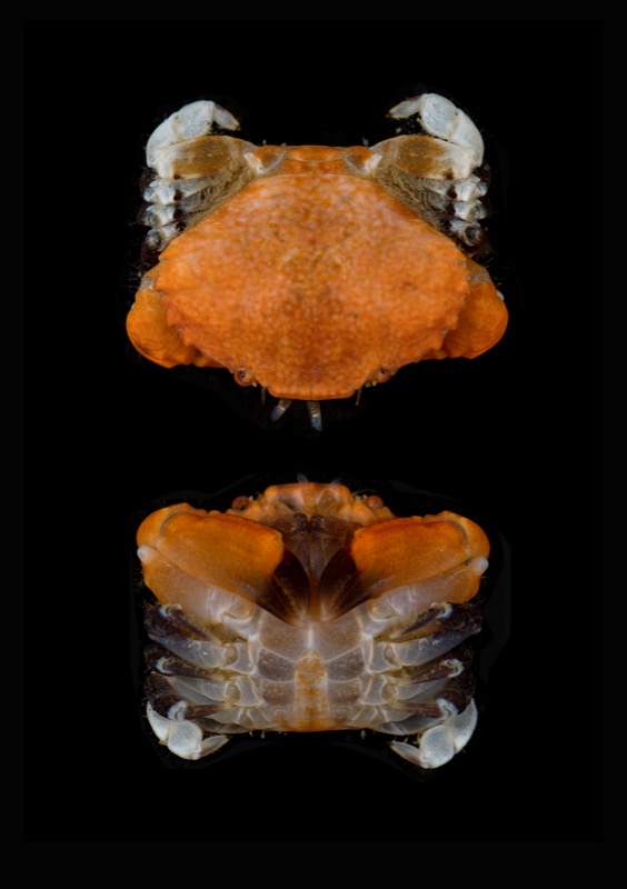 Photo of a Blackclaw Crestleg crab