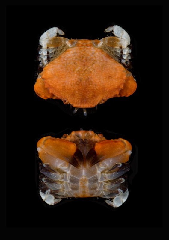 Photo of a Blackclaw Crestleg crab Photo of a Blackclaw Crestleg crab
