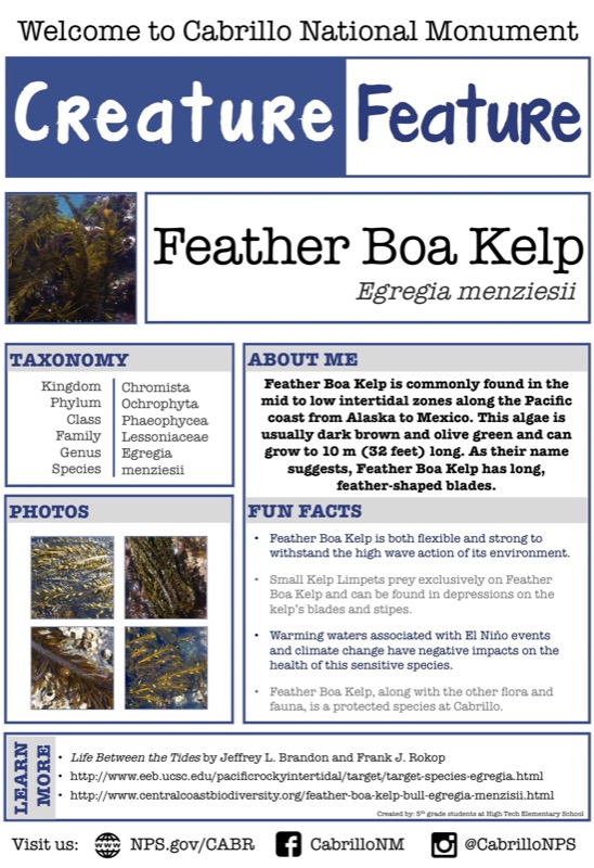 Poster describing Feather Boa Kelp