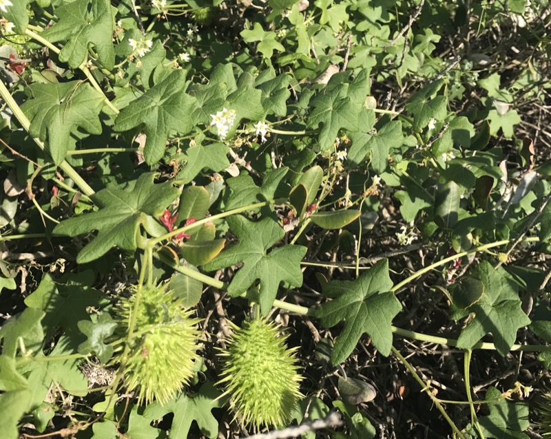 Wild Cucumber