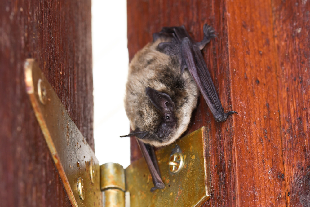 while not found in San Diego County, the Little Brown Bat, Myotis lucifugus, is prevalent throughout the United States. This species has been harshly impacted by White Nose Syndrome.