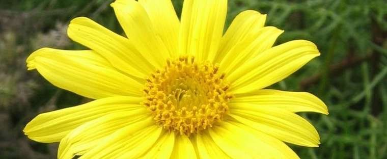 Sea Dahlia Photo of a Sea Dahlia