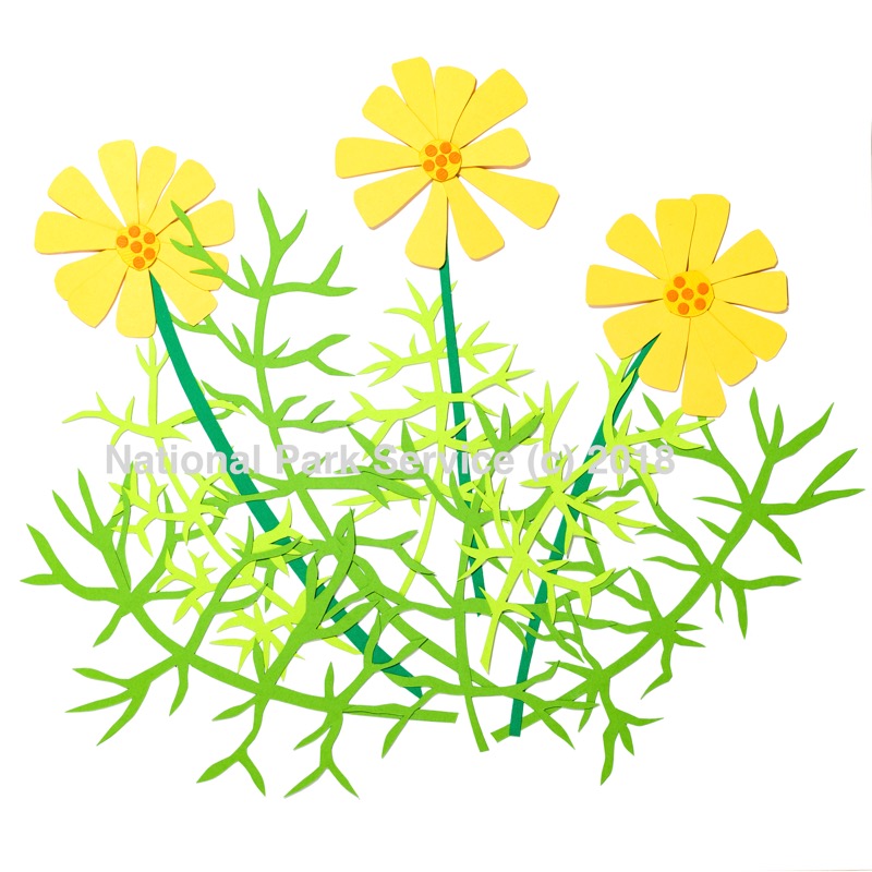 Dahlia Easily distinguished by their bright, daisy-like blooms and fern-like stems, Sea Dahlias are present only in the spring. Sea Dahlias are found exclusively on steep, sandy slopes near the coast. The California Native Plant Society considers these flowers e