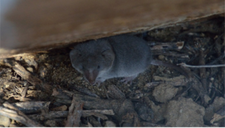 A desert shrew found at Cabrillo National Monument A desert shrew found at Cabrillo National Monument