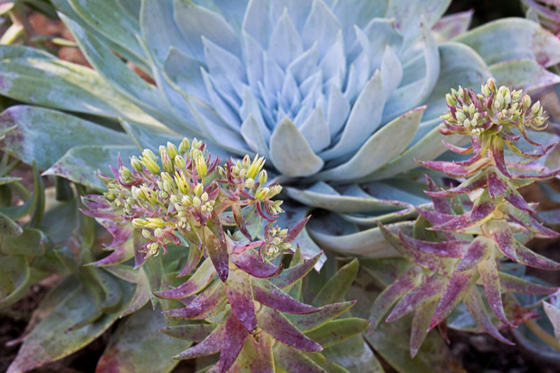 Dudleya Photo of Dudleya