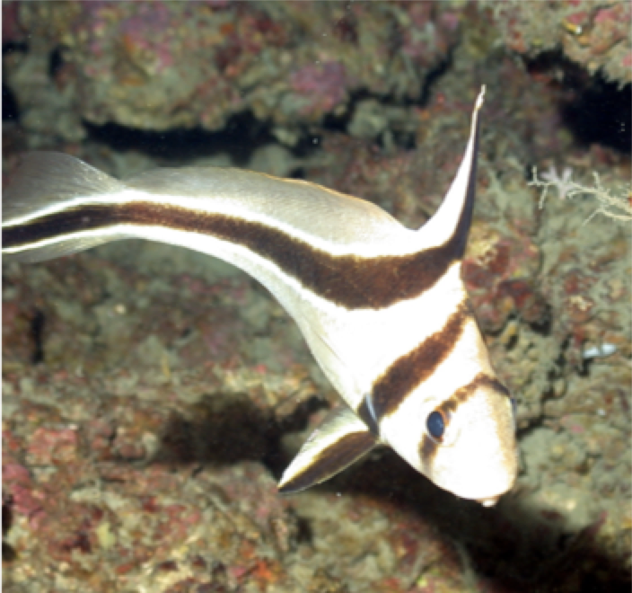 Equetus lanceolatus Photo of a Equetus lanceolatus