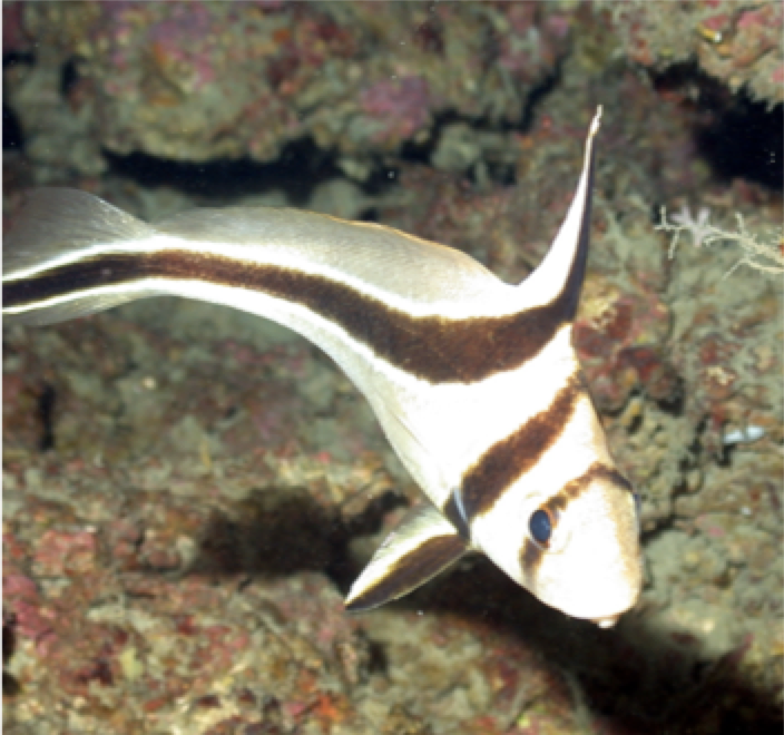 Photo of a Equetus lanceolatus 