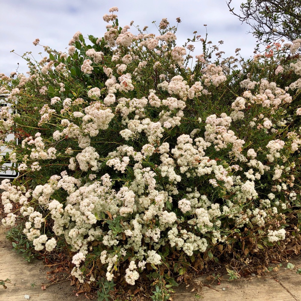 A California Flattop Buckwheat plant along the edge of a path at Cabrillo.