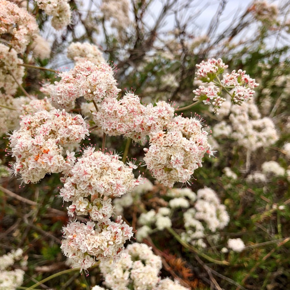Many clusters of blooms from the California Flattop Buckwheat with dark pink anthers and cream flowers.