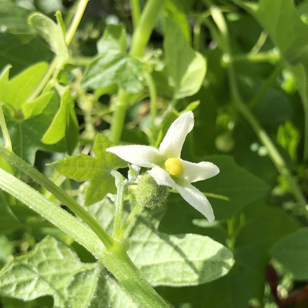 The female flower of the Wild Cucumber. It is located at the base of the stem with a small fruit beginning to form.