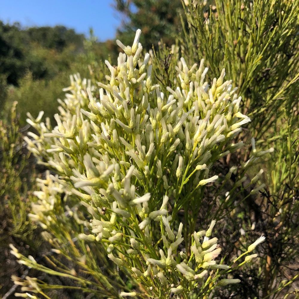 A cluster of female flowers on the end of a branch.