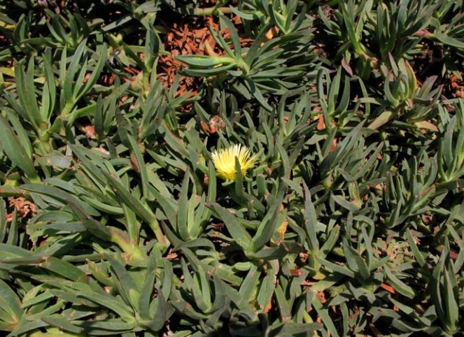 Photo of Fig Leaf iceplant