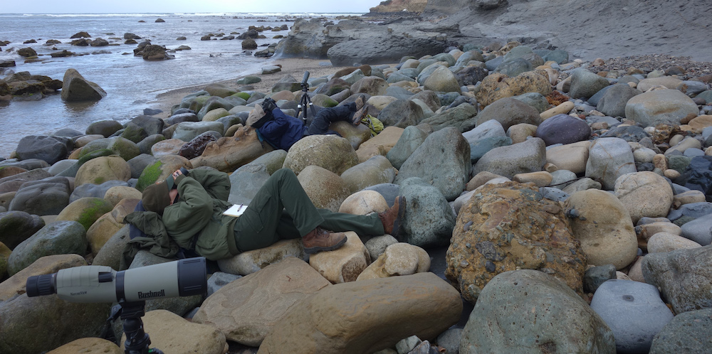 Cabrillo personnel scanning for Peregrine falcons at low or minus tide