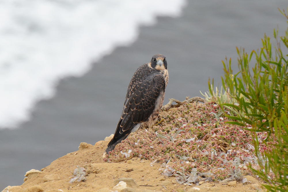 Juvenile Peregrine on cliff top perch