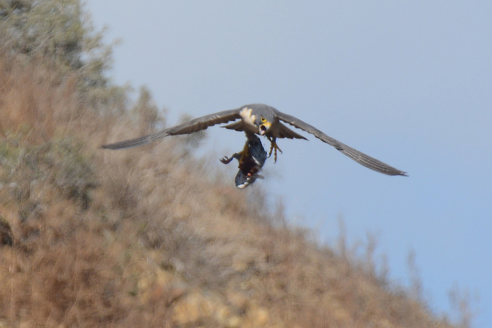 Female flying from right with Rock Dove showing leg band on prey