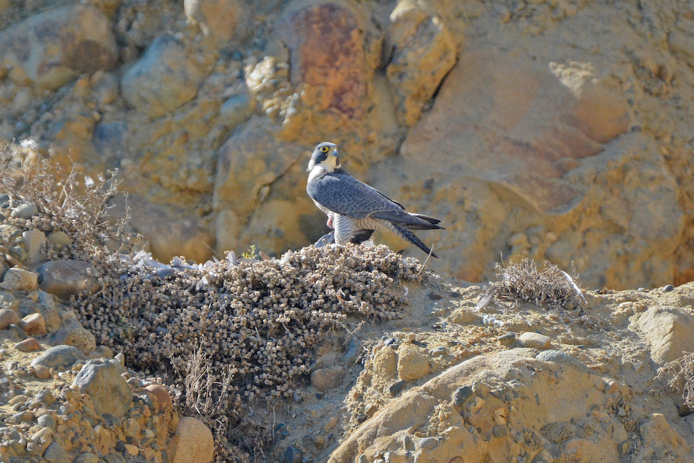 Female dining on her favorite fare - Rock Dove Female dining on her favorite fare - Rock Dove