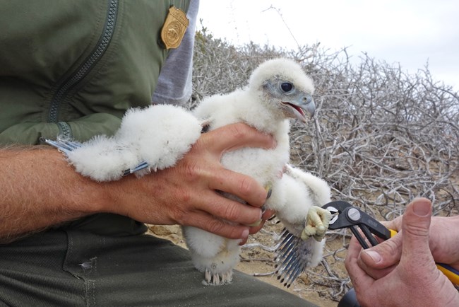National Park Service biologist holding a fuzzy white peregrine falcon chick as someone else crimps a metal band around one of the bird's legs.
