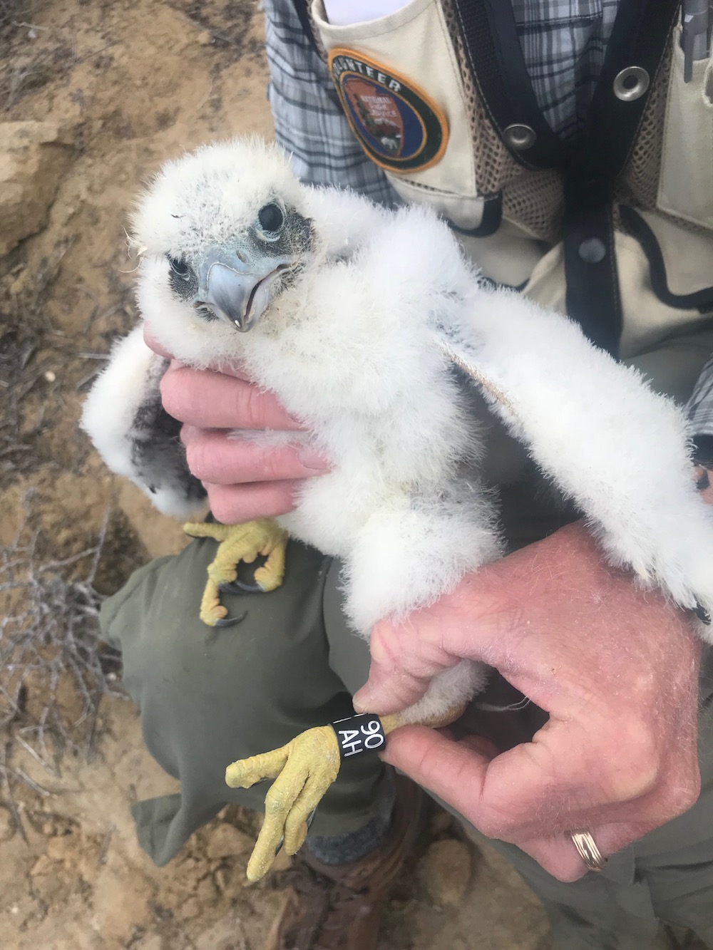 Peregrine falcon chick showing banding on leg Peregrine falcon chick showing banding on leg