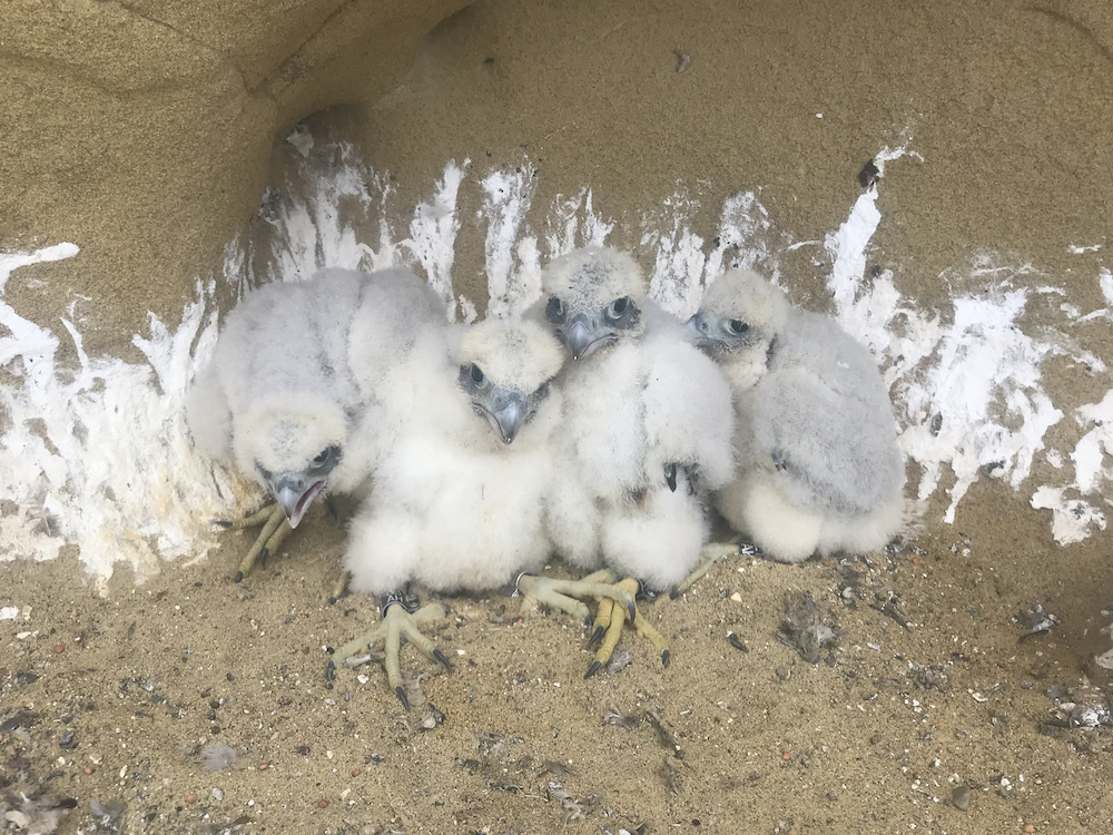 Four Peregrine chicks back home after banding